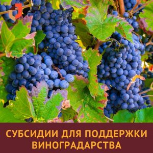 #Виноградари Дагестана могут получить господдержку в МФЦ.8